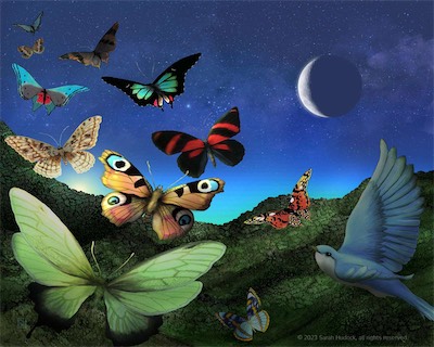 Butterfly_Stars.jpg