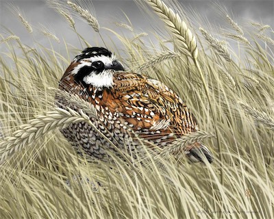 Quail.jpg